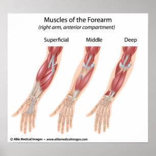 Pôster Músculos de flexor do antebraço, desenho médico