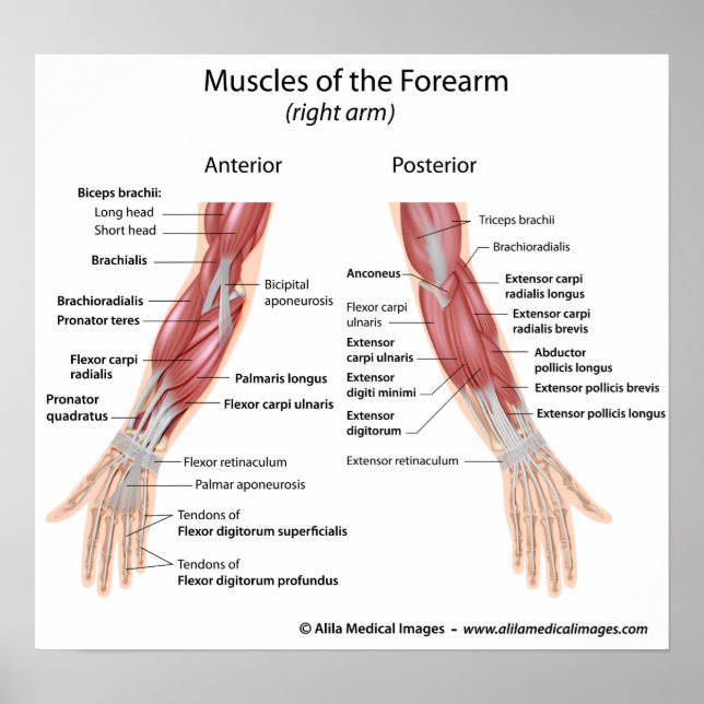 Pôster Músculos do antebraço visão anterior e posterior (Frente)