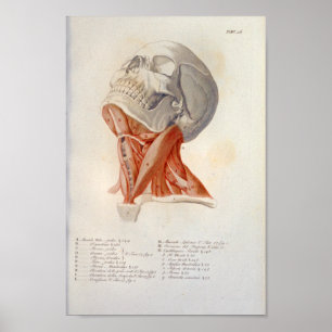 Poster Músculos do pescoço Anatomia do crânio Impress