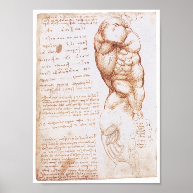 Poster Músculos do Torso, Leonarod da Vinci (Frente)