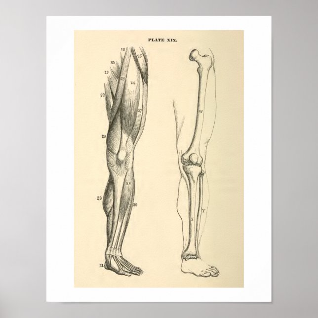 Pôster Músculos e Ossos da Anatomia Vintage (Frente)