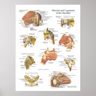 Pôster Músculos - Ligações do Gráfico de Anatomia do 