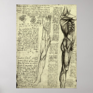 Poster Músculos masculinos da anatomia humana por Leonar