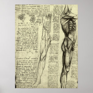 Poster Músculos masculinos da anatomia humana por Leonar