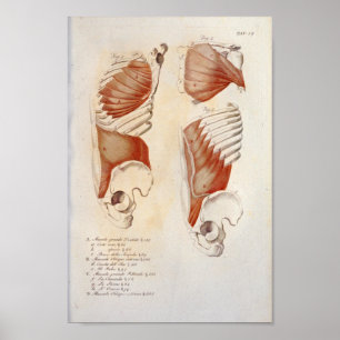 Poster Músculos profundos no peito Anatomia do abdômen Im