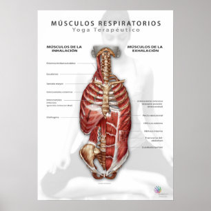 Poster Músculos Respiratórios