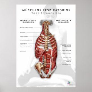 Poster Músculos Respiratórios