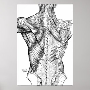 Poster Músculos traseiros da arte preto e branco da