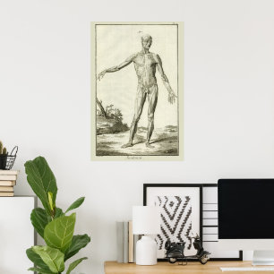 Poster Músculos Vintage, Anatomia Humana por Denis Didero