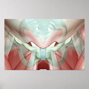 Pôster Musculoskeleton da pelve 2