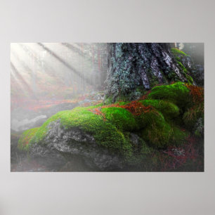 Poster Musgo na floresta