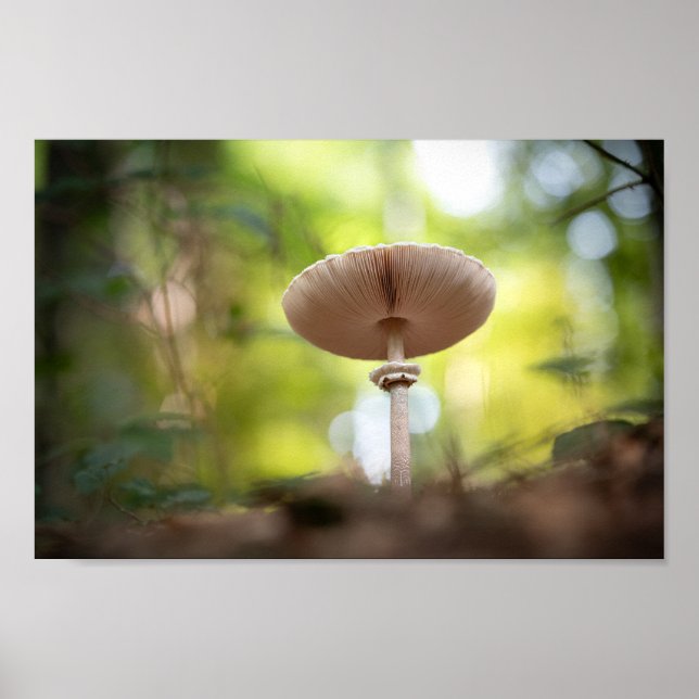 Poster Mushroom Nature Photo (Frente)