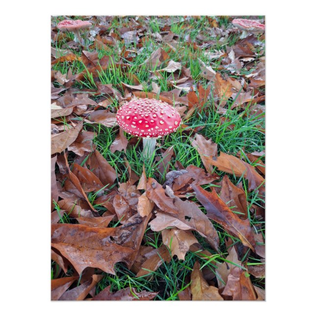 Pôster mushroom red with white dots (Frente)