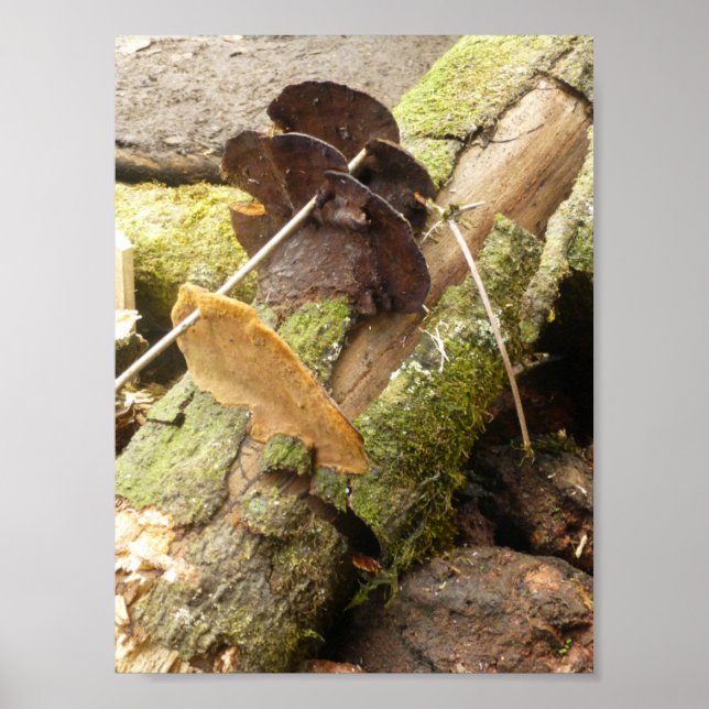 POSTER MUSHROOMS BIG ISLAND HAWAII (Frente)