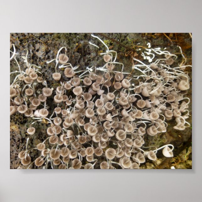 POSTER MUSHROOMS BIG ISLAND HAWAII (Frente)