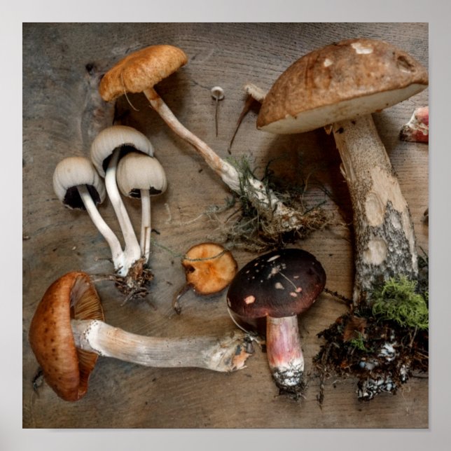 Poster Mushrooms  Love Fungi (Frente)