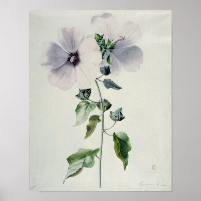 Poster Musk Mallow, século XVIII (Frente)
