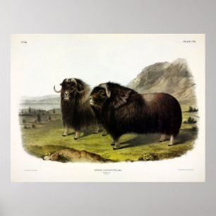 Poster Musk Ox (Ovibos Moschatus) (Muskox) de Audubon
