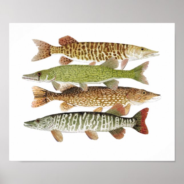 Poster Muskie, Pike, Tiger e Pickerel II (Frente)