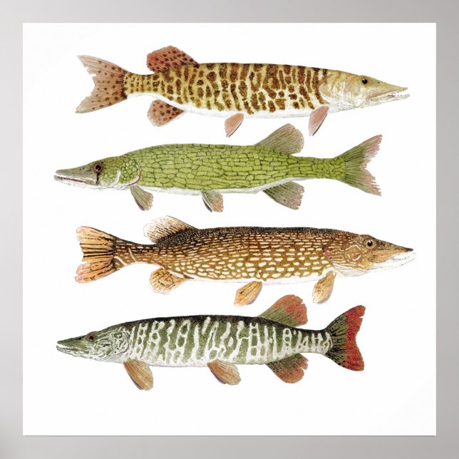 Pôster Muskie, Pike, Tiger & Pickerel (Frente)