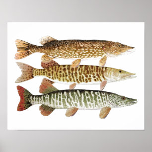Poster Muskie, Pike & tigre