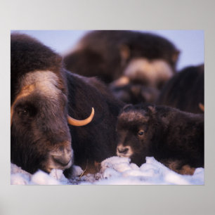 Pôster muskox, moschatus do Ovibos, vaca com