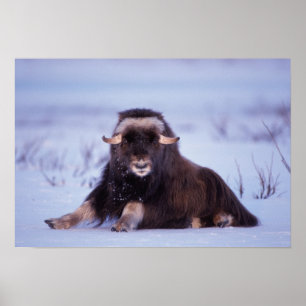 Poster muskox, Ovibos moschatus, jovem touro no