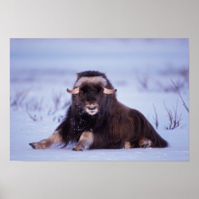 Poster muskox, Ovibos moschatus, jovem touro no (Frente)
