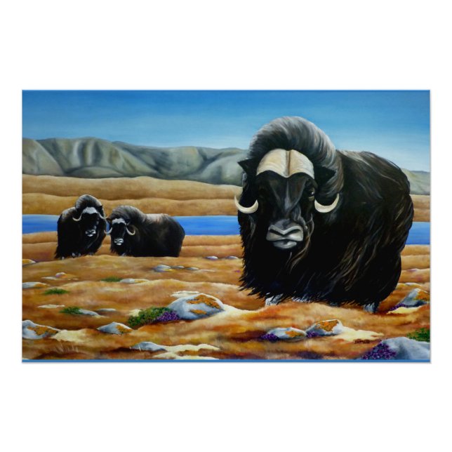 Pôster Muskox Painting Canadian Willife Poster (Frente)