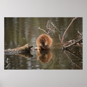 Pôster Muskrat