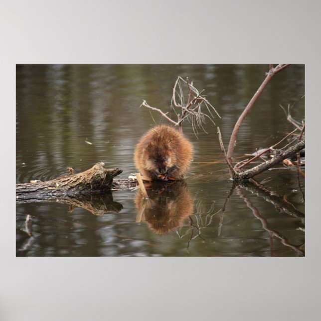 Pôster Muskrat (Frente)