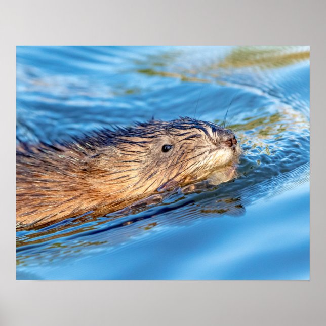 Poster Muskrat 20x16 na Reserva Ecológica de Fazendas Vas (Frente)