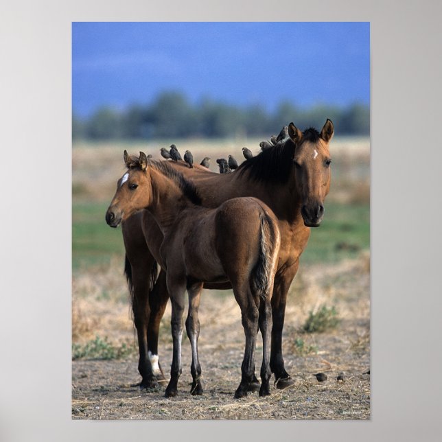 Poster Mustang Mare e Foal em Pássaros (Frente)