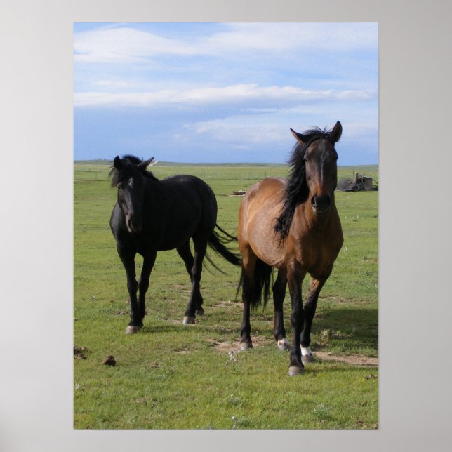 Pôster Mustangs (Frente)