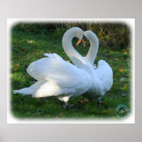 Mute Swans 9Y098D-012