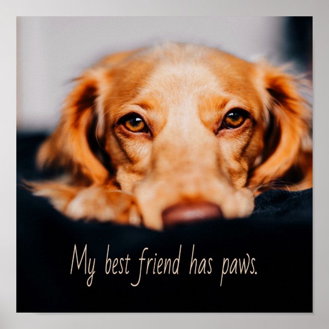 Poster My Best friend has paws dog, Puppy Meme (Frente)