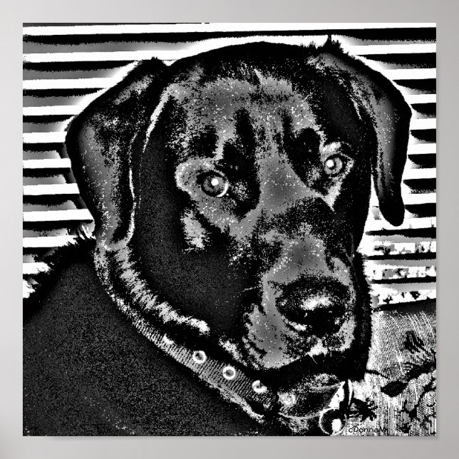 Poster My Black Lab (Frente)