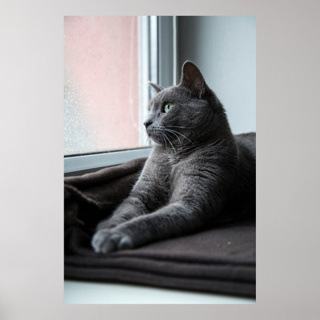POSTER MY SWEETHEART ROUTER  RESCUED KITTEN (Frente)