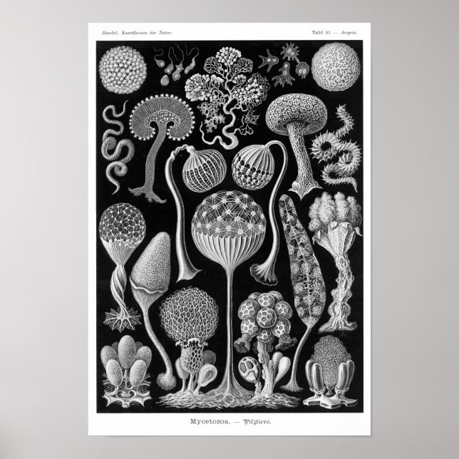 Pôster Mycetozoa de Haeckel (Frente)