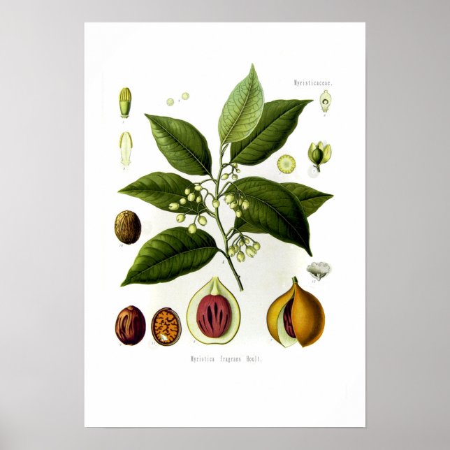 Poster Myristica fragrans (nutmeg) (Frente)