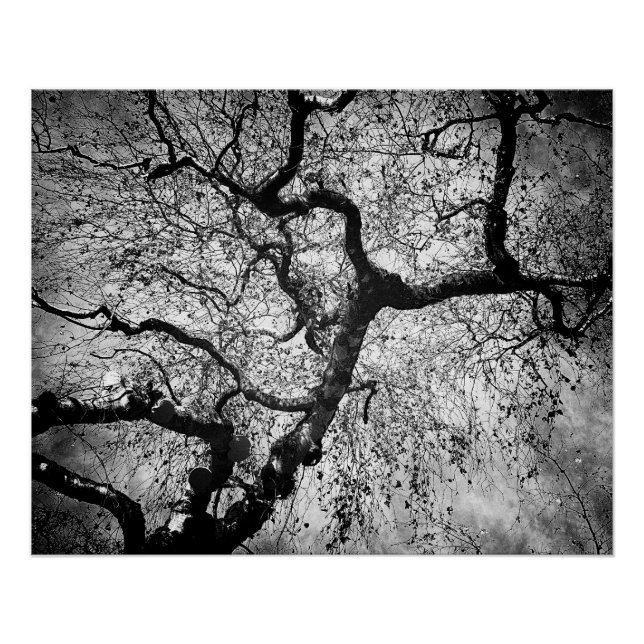 Pôster Mystery tree black and white (Frente)