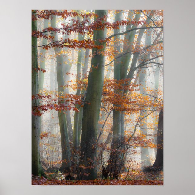 Pôster Mystic Foggy Forest in autumn (Frente)