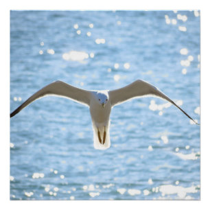 Pôster Mystic Seagull