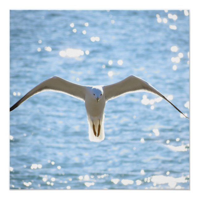 Pôster Mystic Seagull (Frente)