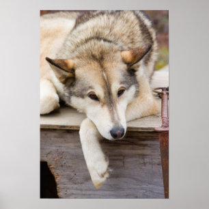 Pôster N.A., EUA, Alasca. Cães husky de trenó