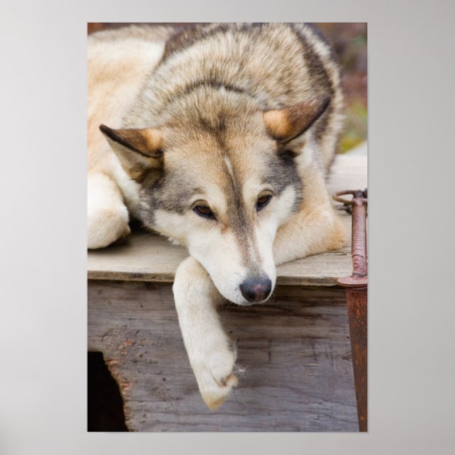 Pôster N.A., EUA, Alasca. Cães husky de trenó (Frente)