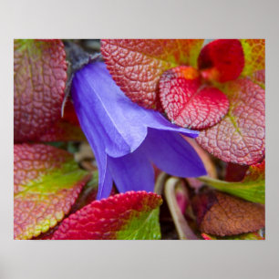 Pôster N.A., EUA, Alaska. Bluebell na tundra