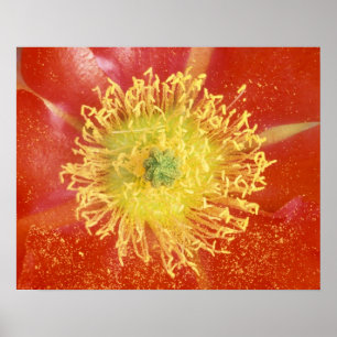 Poster N.A., EUA, Arizona, Casa Grande, NM, Deserto