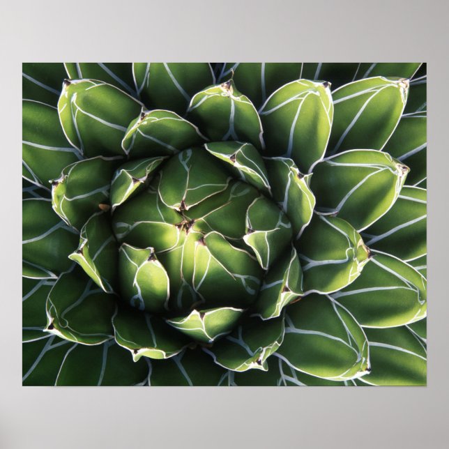 Poster N.A., EUA, Arizona, Tucson, Deserto de Sonora (Frente)