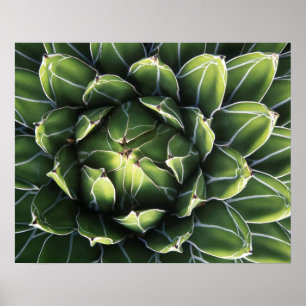 Poster N.A., EUA, Arizona, Tucson, Sonora Desert